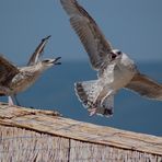 Zieh Leine du Vogel!