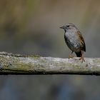 ... ziehen es vor sich im dichten Gebüsch zu verstecken