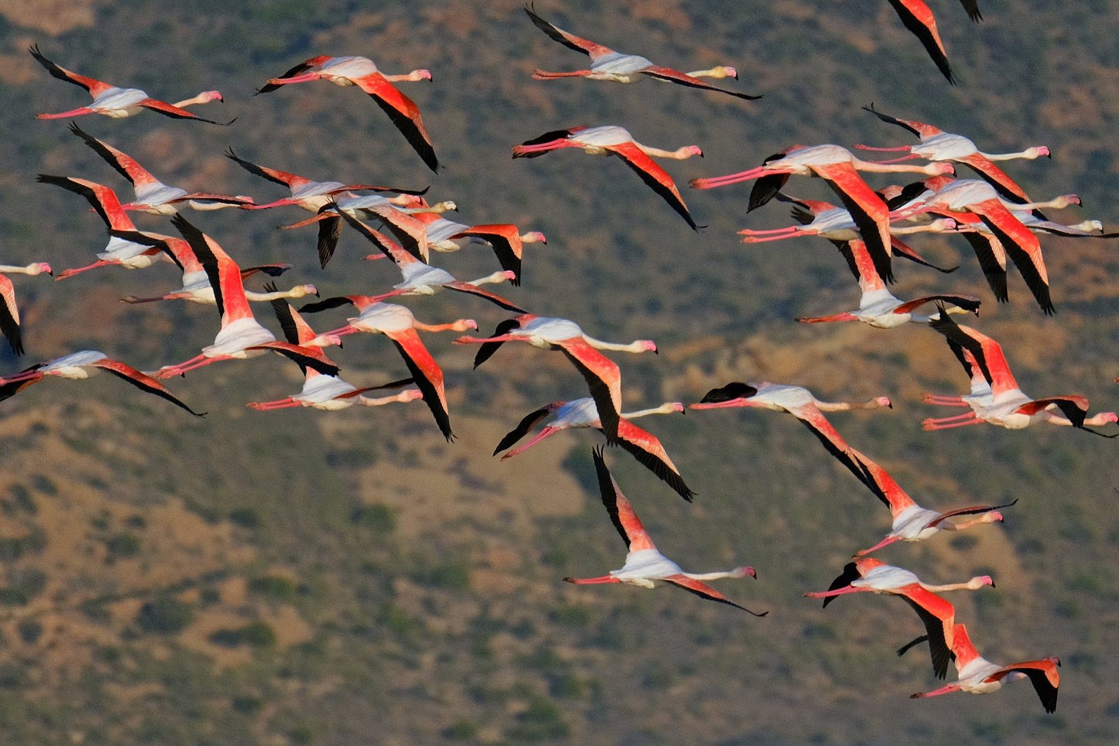 Ziehende Flamingos