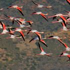 Ziehende Flamingos