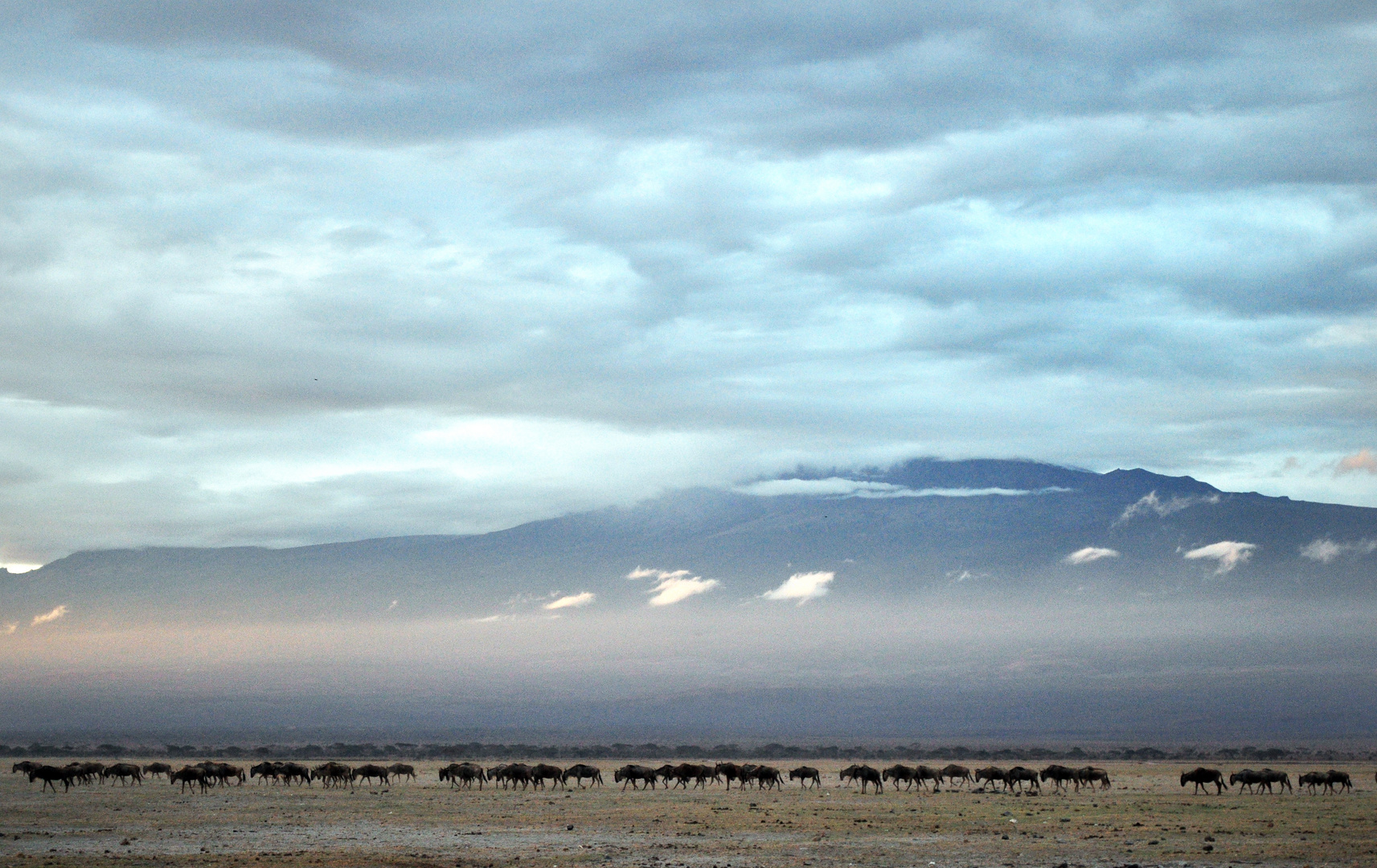 Ziehende Gnus