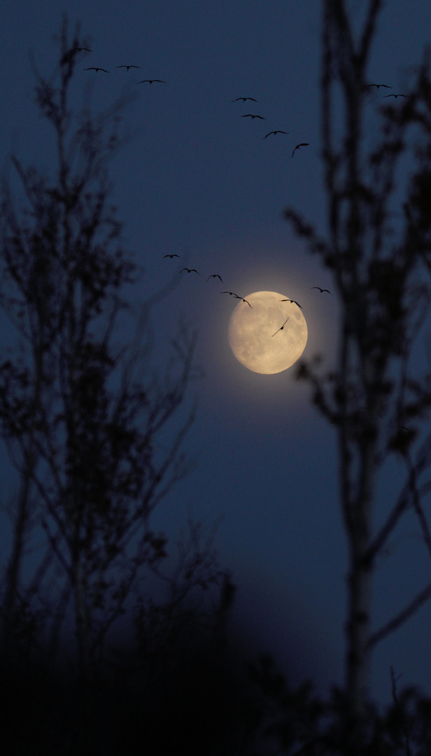 ziehende Kraniche vor dem Vollmond