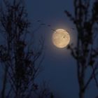 ziehende Kraniche vor dem Vollmond