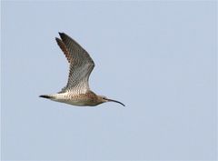 Ziehender Regenbrachvogel