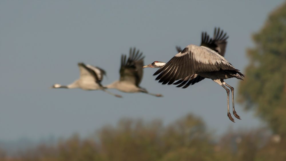 ° ziehende.zugvögel ° Foto & Bild ostsee, natur, herbst Bilder auf