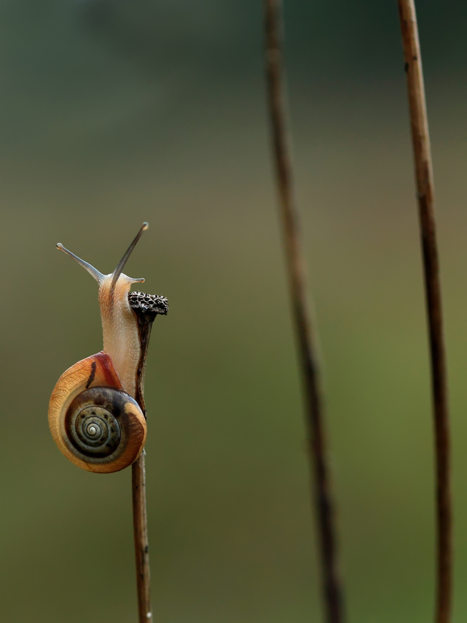 ziel erreicht ziel erreicht foto bild tiere wildlife schnecken ziel erreicht ziel erreicht foto bild tiere wildlife schnecken