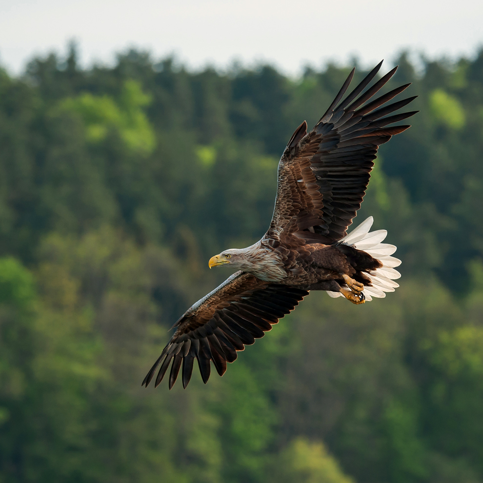 Zielanflug