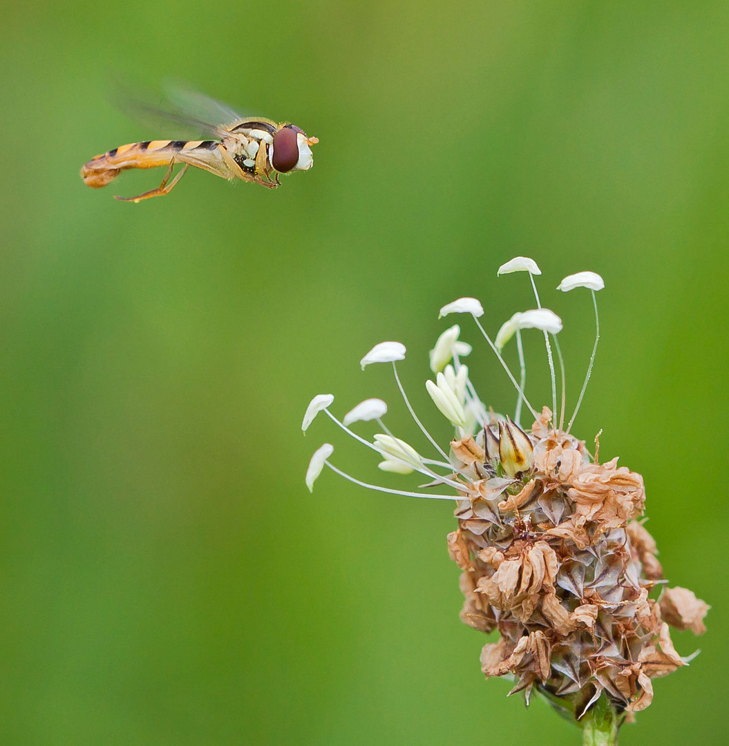 Zielflug