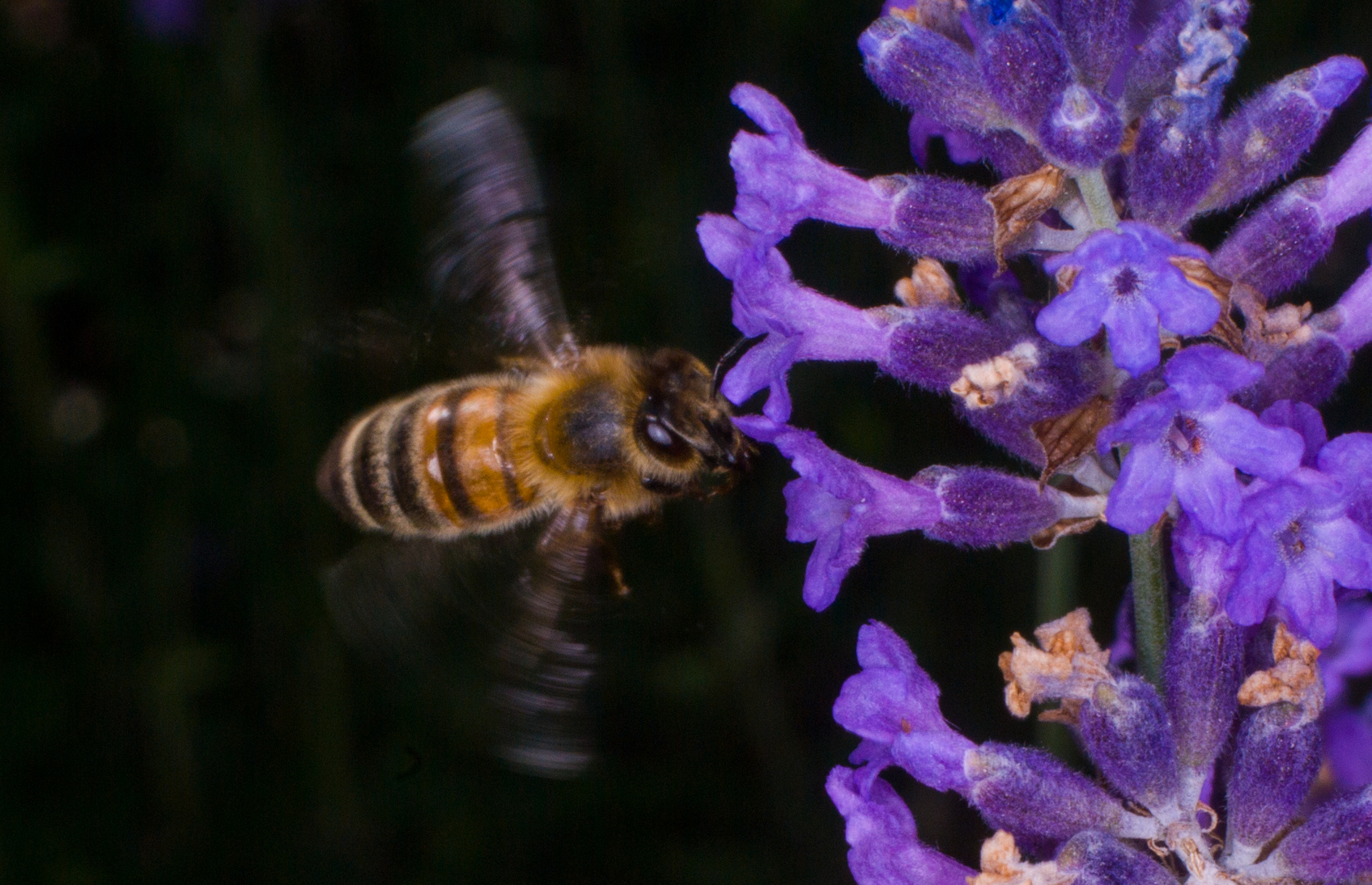 Zielflug Lavendel