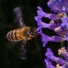 Zielflug Lavendel