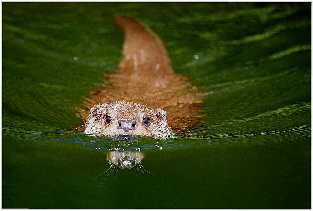 Zielorientierter Blick