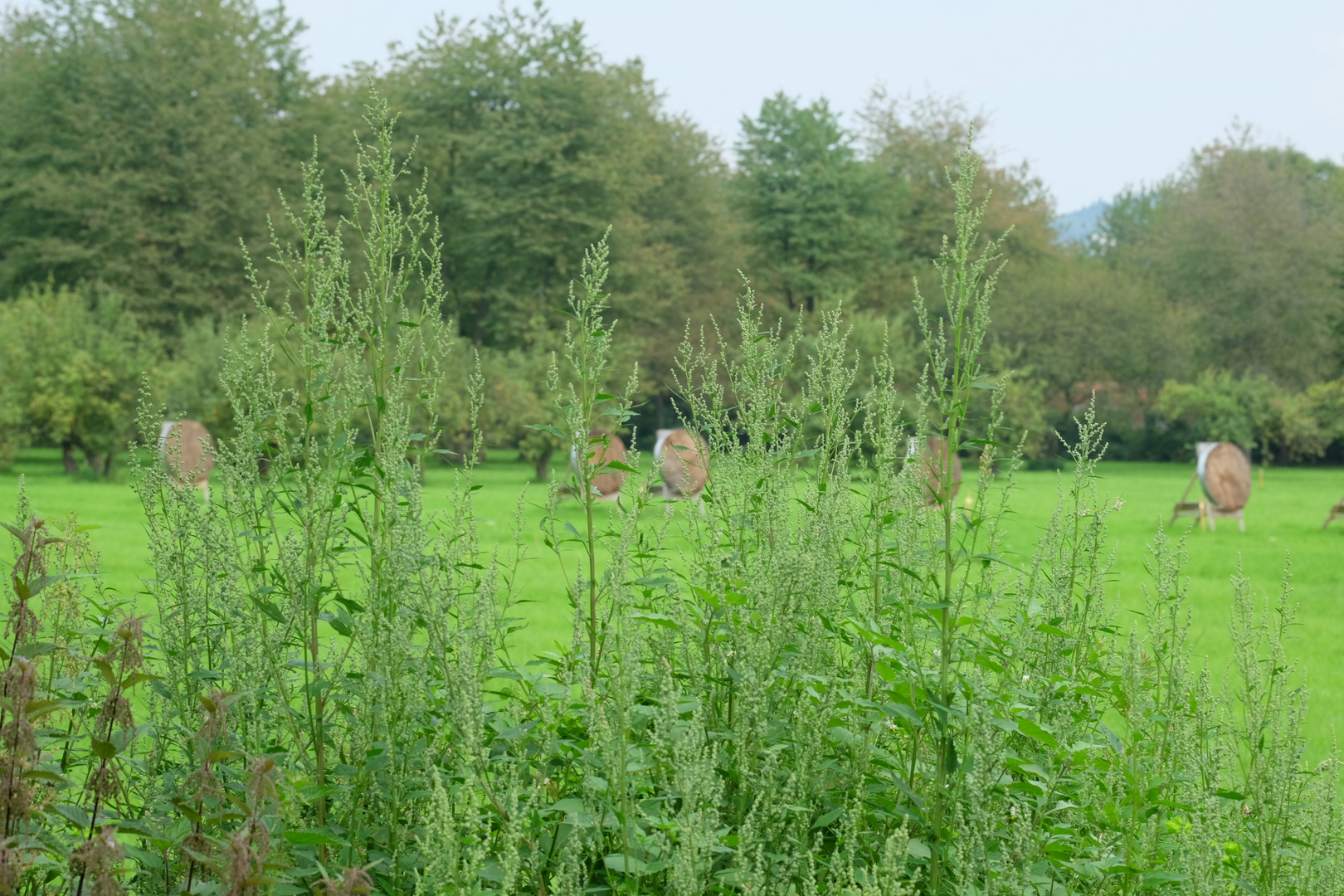 Zielscheiben im Grün