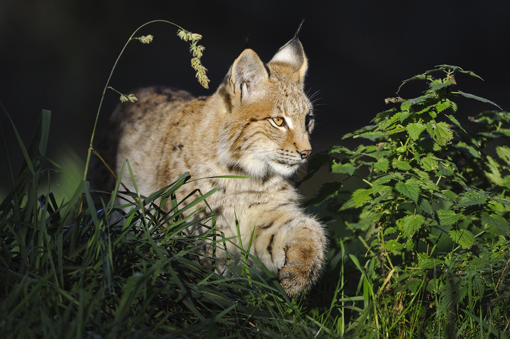 zielsicher... Eurasischer Luchs *Lynx lynx*