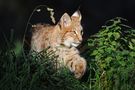 zielsicher... Eurasischer Luchs *Lynx lynx* von wunderbare-Erde.de 