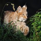 zielsicher... Eurasischer Luchs *Lynx lynx*