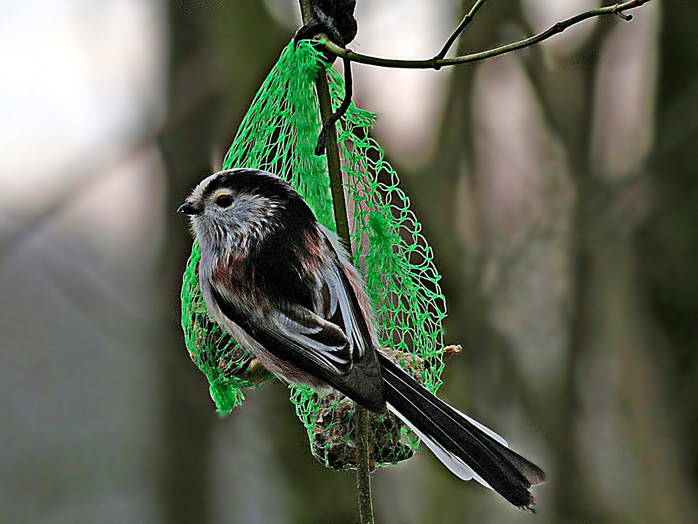 zielstrebig an die Futterstelle