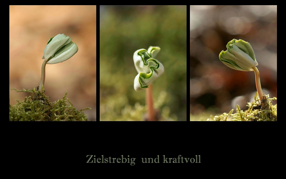 Zielstrebig und kraftwoll geht es voran...