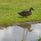 Zielstrebige Ente spiegelt sich in Pfütze