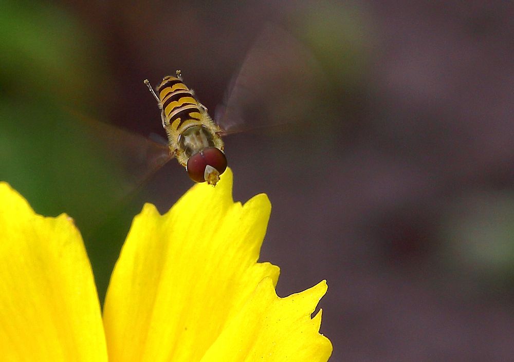 Zielstrebiger Anflug