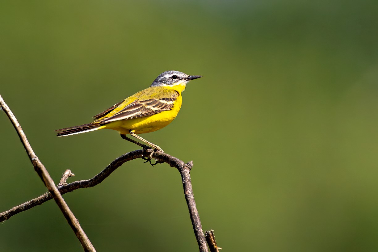 Zielvogel Schafsstelze