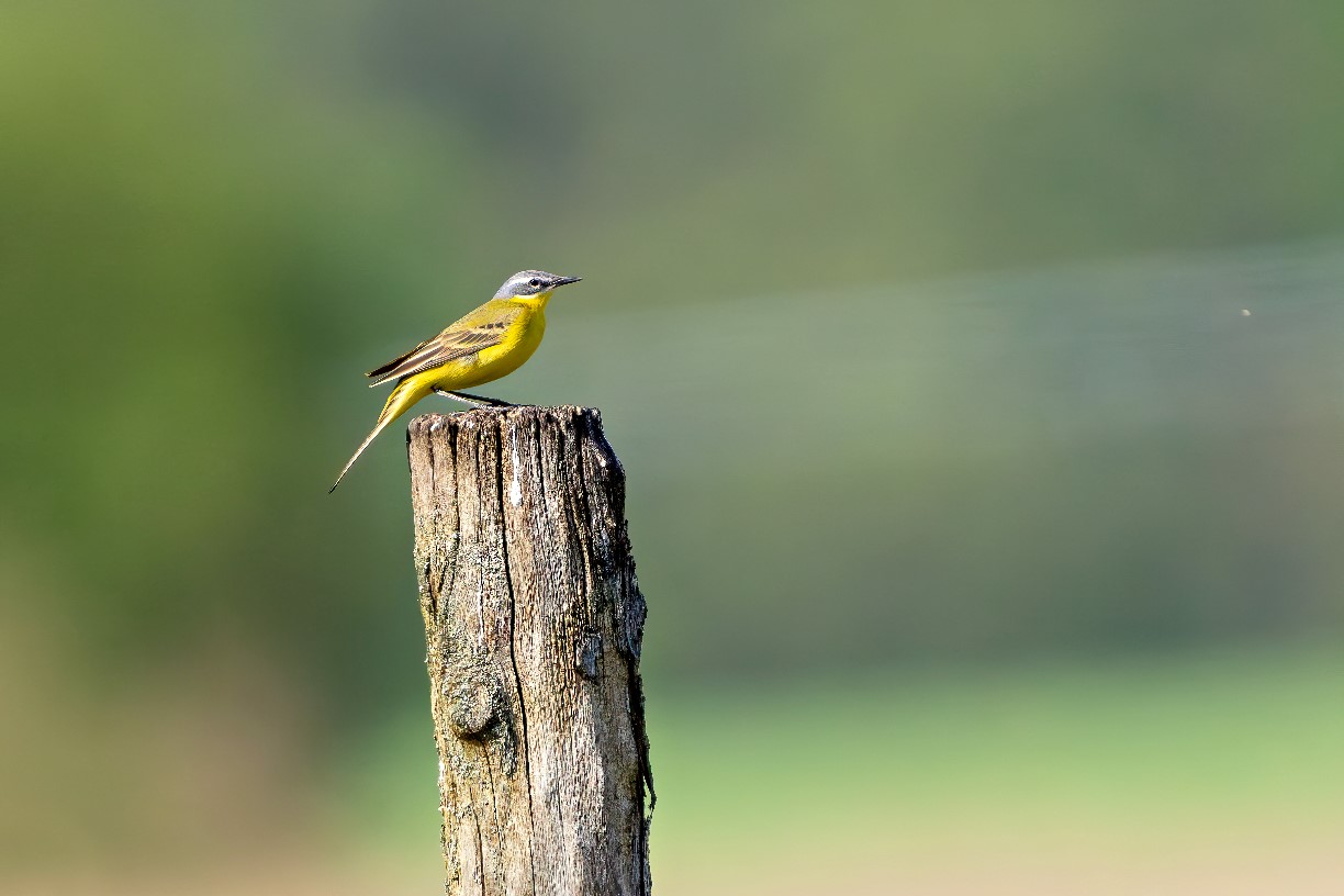 Zielvogel Schafsstelze