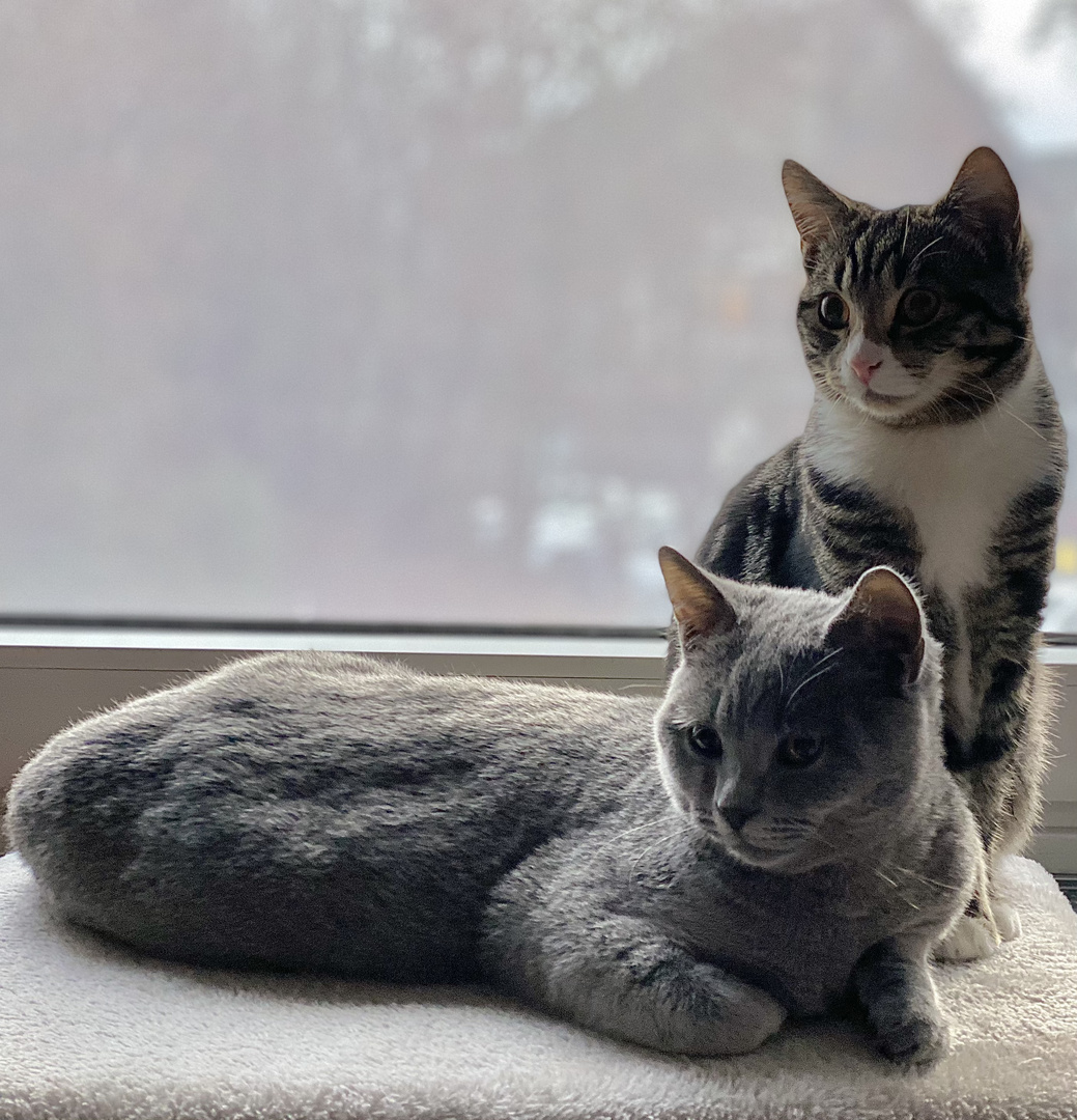 Ziemlich beste Freunde Foto & Bild natur, katze, kater Bilder auf