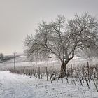 Ziemlich einsam im Weinberg