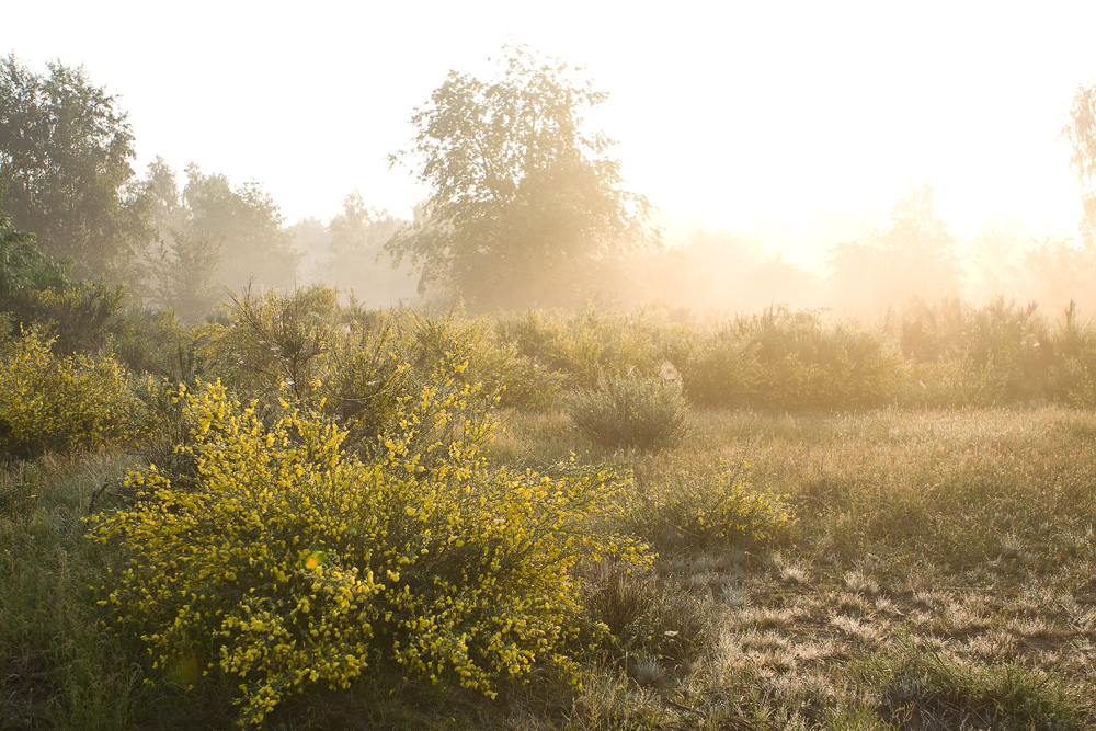 Ziemlich früh morgens 2