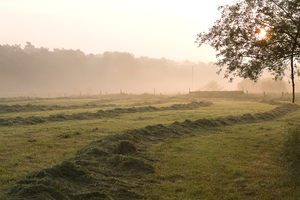 Ziemlich früh morgens 3