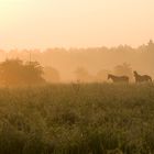 Ziemlich früh morgens