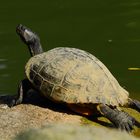 ziemlich große Wasserschildkröte