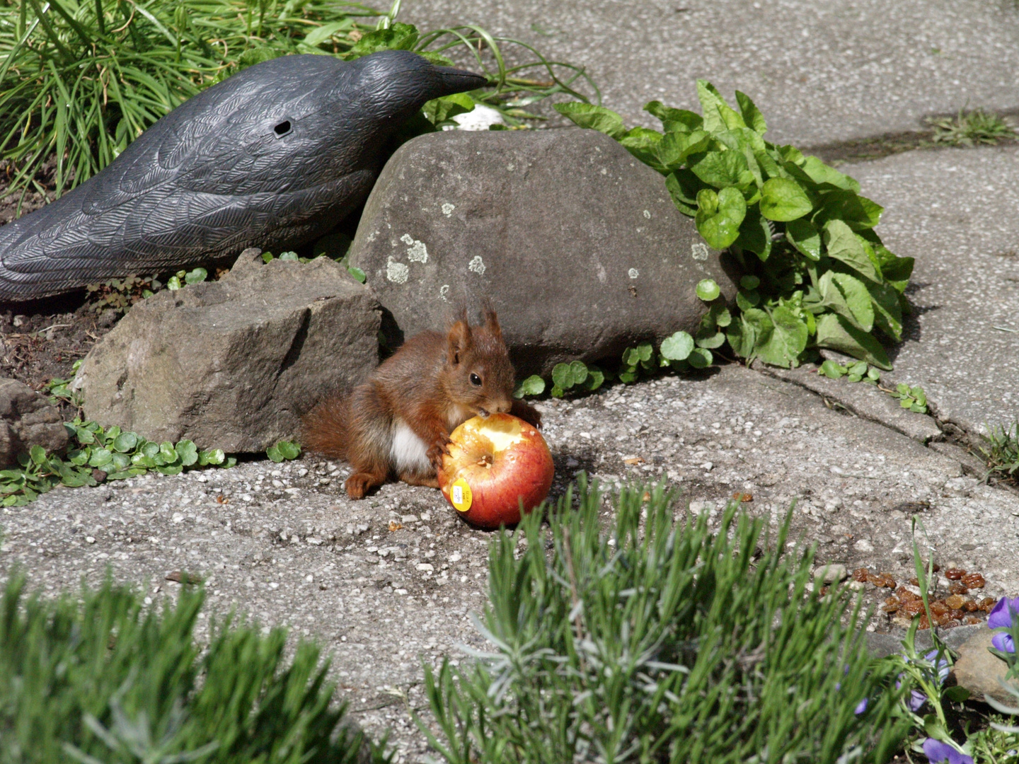 ziemlich grosser Apfel für ziemlich kleines Hörnchen