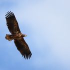 "Ziemlich großer Bussard"