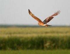 Ziemlich großes Loch im Flügel