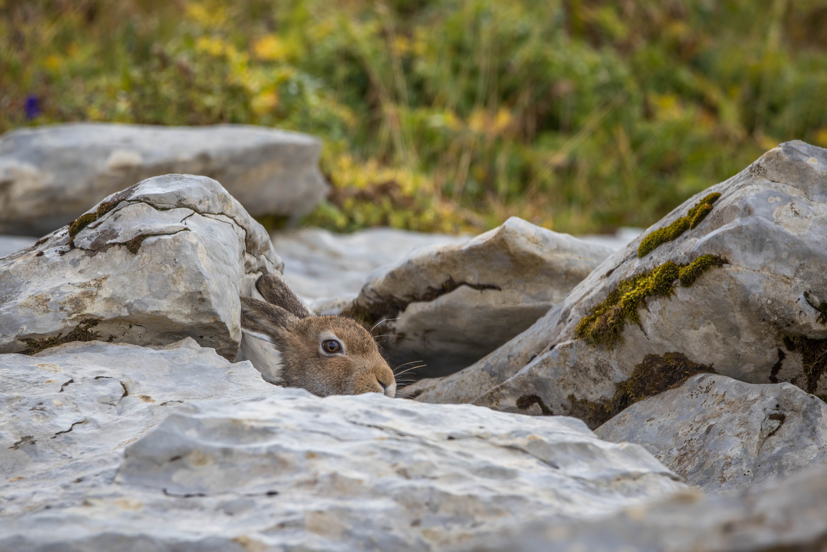 Ziemlich gut versteckt...