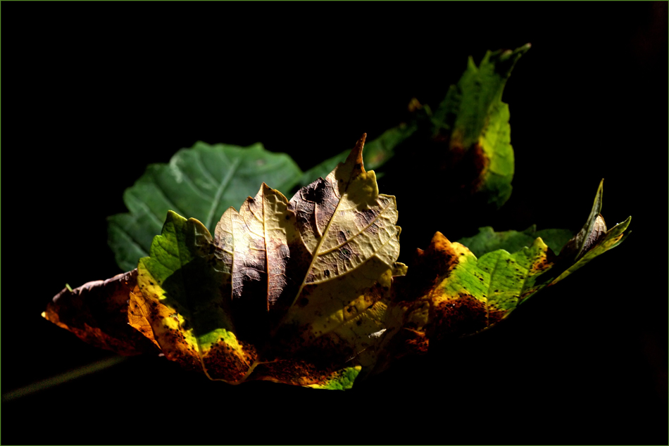 ziemlich herbstlich