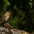 Ziemlich leer in Wald und Flur.