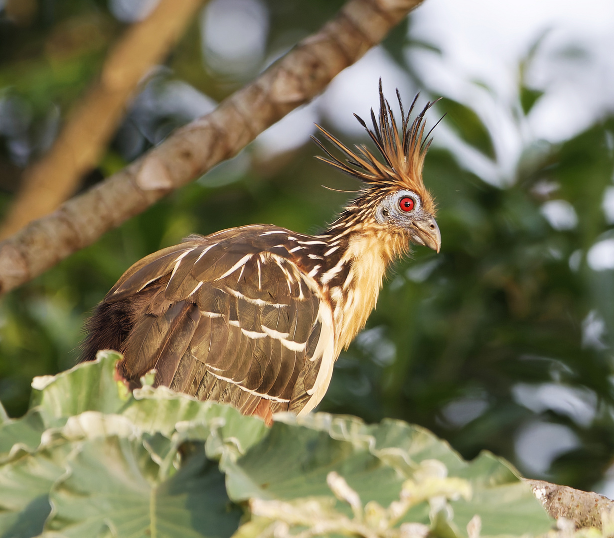 Ziemlich schräger Vogel aus Kolumbien