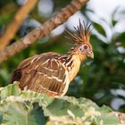 Ziemlich schräger Vogel aus Kolumbien