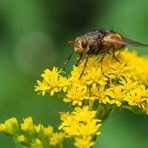 Ziemlich stachelig ...