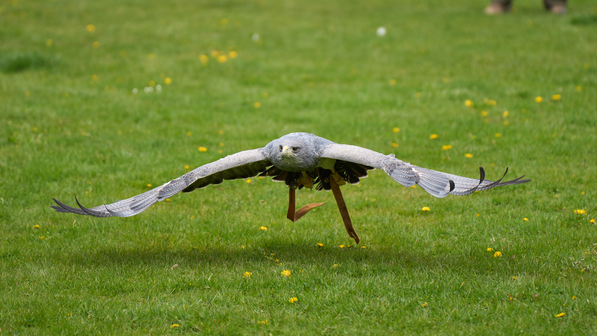 Ziemlich tiefer Flieger