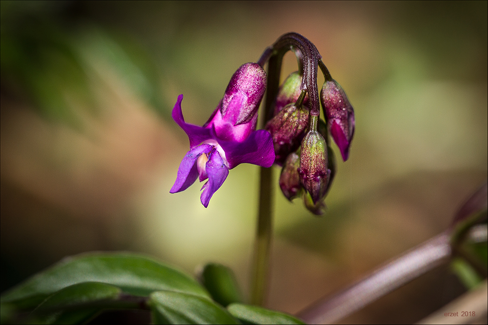 Ziemlich violett