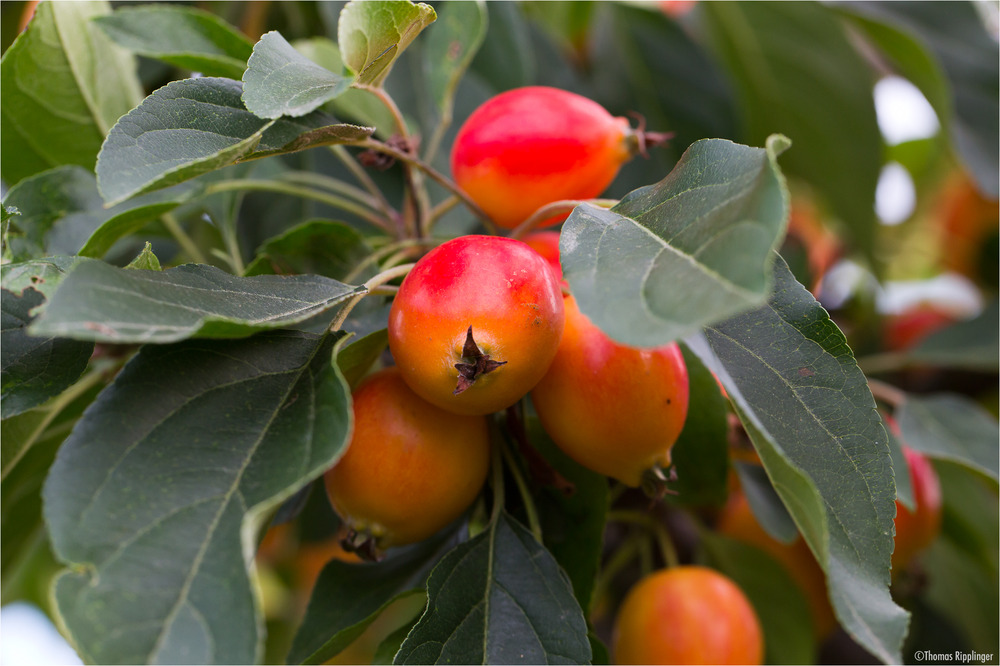 Zier-Apfel (Zierapfel) Malus spec.