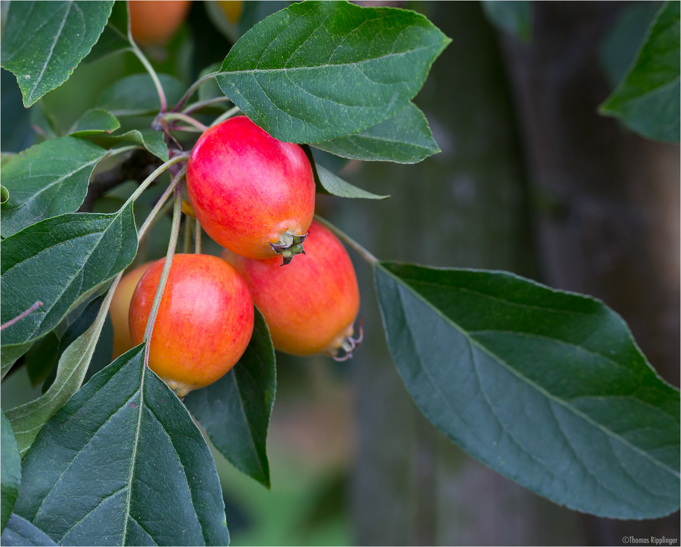 Zier-Apfel (Zierapfel) Malus spec.....