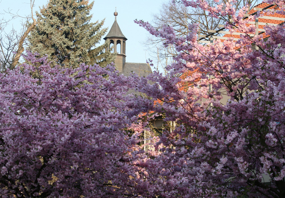 Zier- (japanische) Kirsche