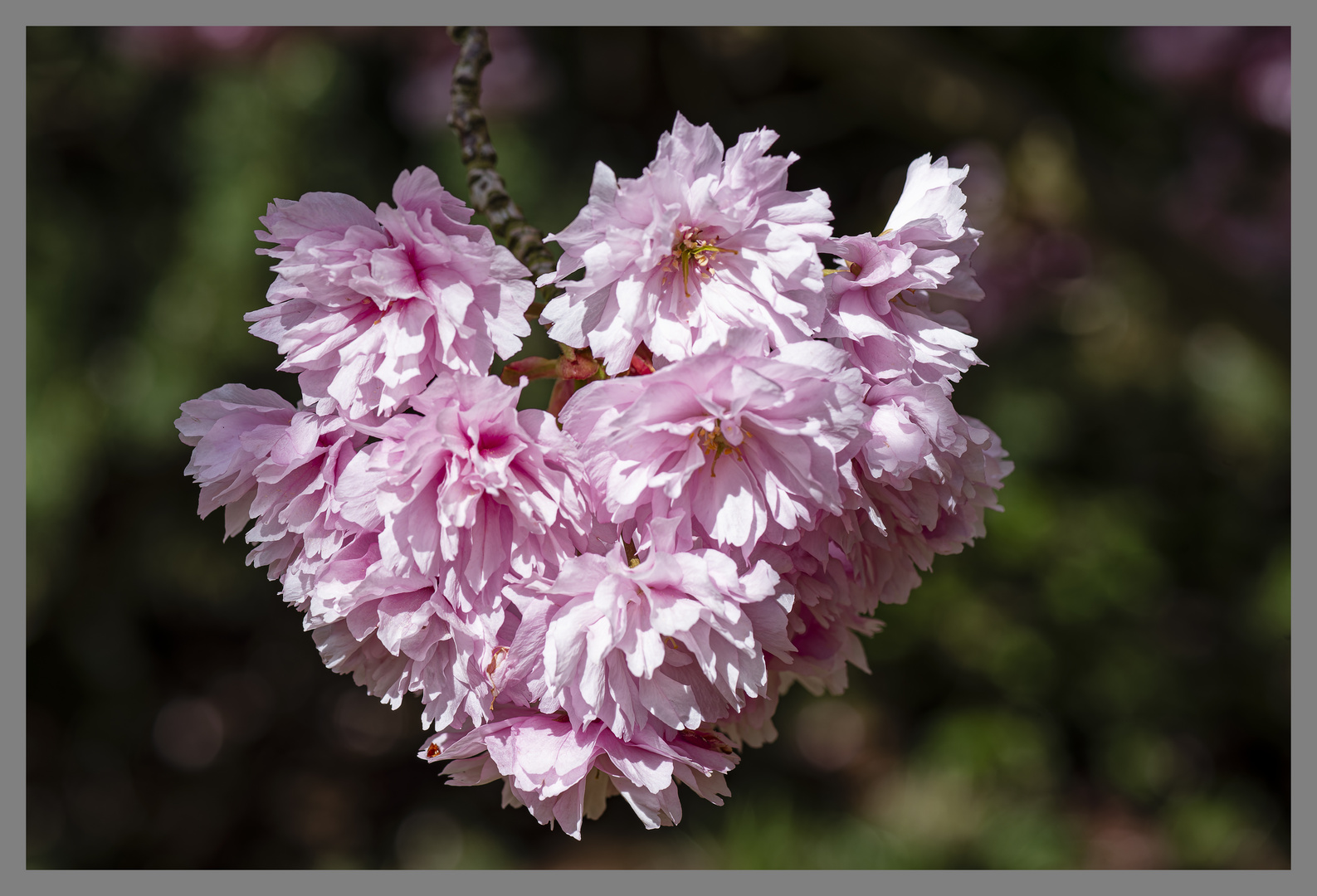 Zier-Kirschbaumblüte