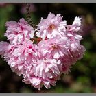 Zier-Kirschbaumblüte