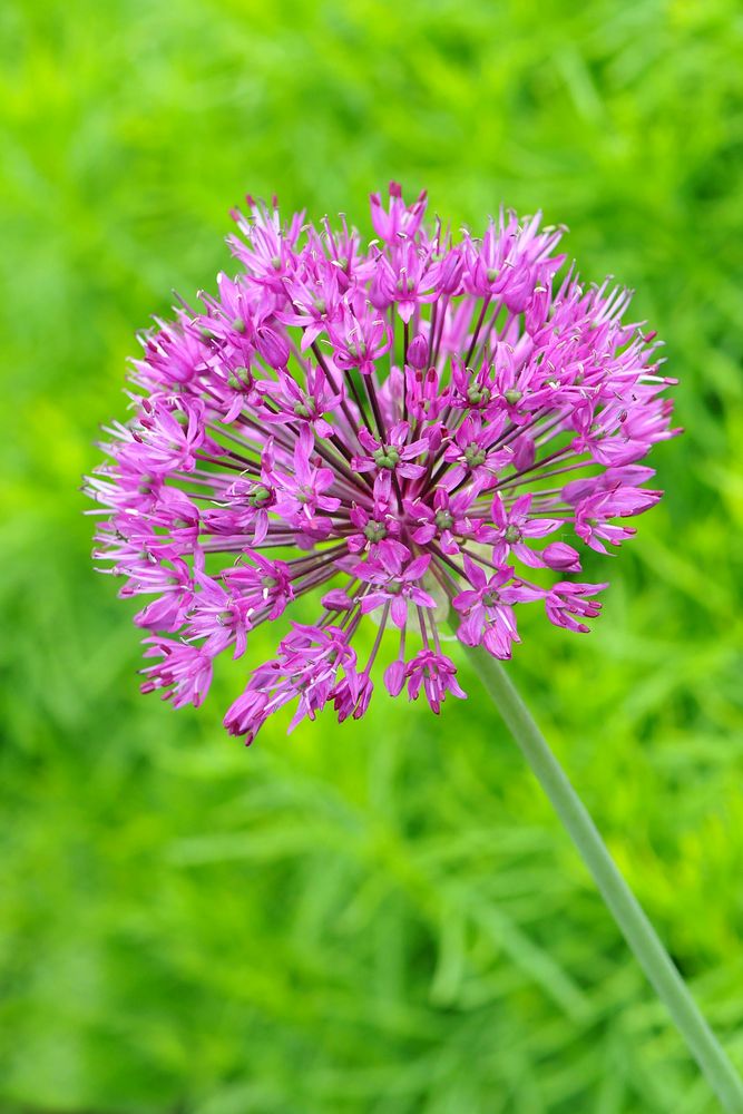 Zier-Lauch (Allium 'Purple Sensation')