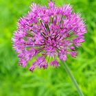 Zier-Lauch (Allium 'Purple Sensation')