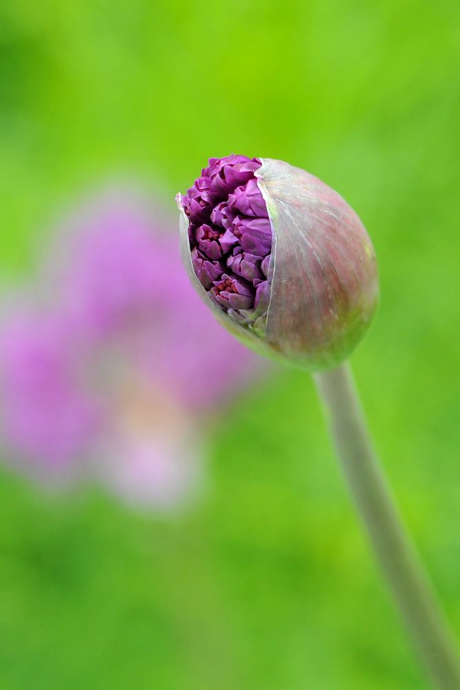 Zier-Lauch (Allium 'Purple Sensation') Knospe